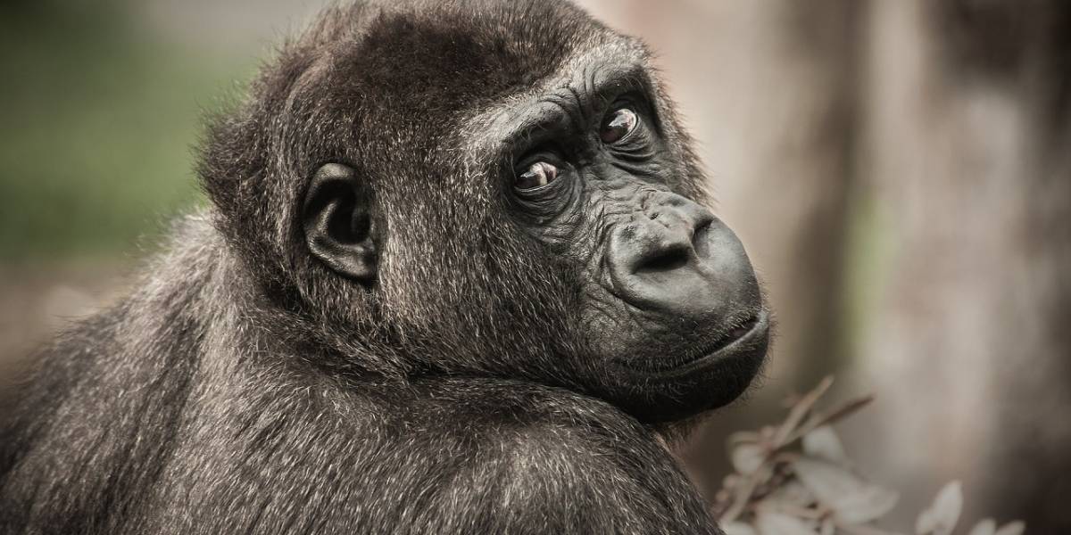 Experimento demuestra que los simios son capaces de atribuir estados mentales a sí mismos y a otros