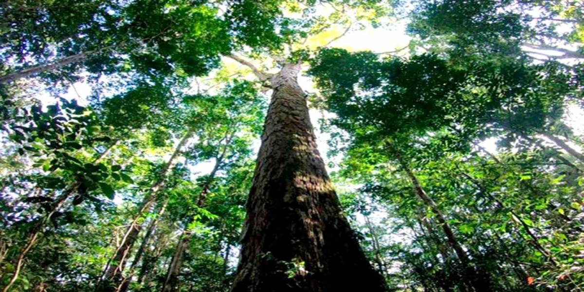 Hallan el árbol más alto del Amazonas, está sano e ileso
