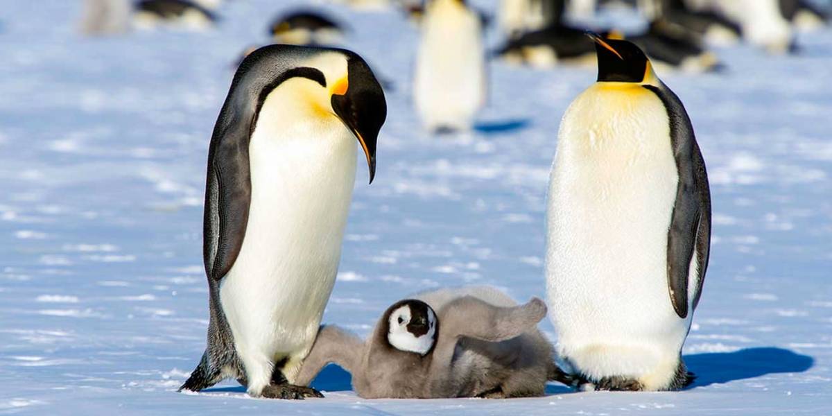 Descubren restos de microplásticos en pingüinos de la Antártica