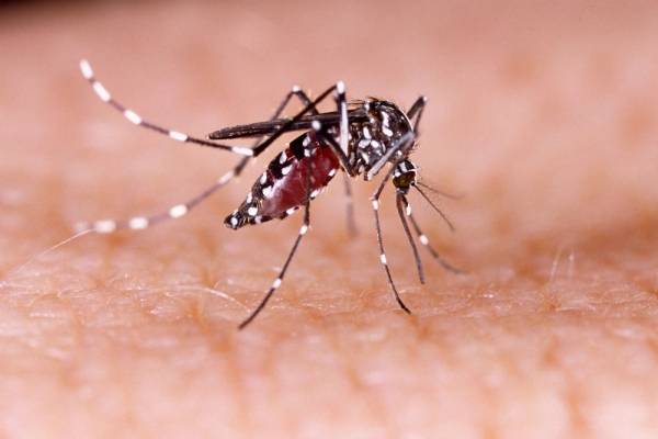 cuando aparecen los sintomas de dengue