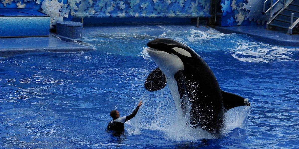 TripAdvisor dejará de vender boletos de sitios que crían ballenas y delfines