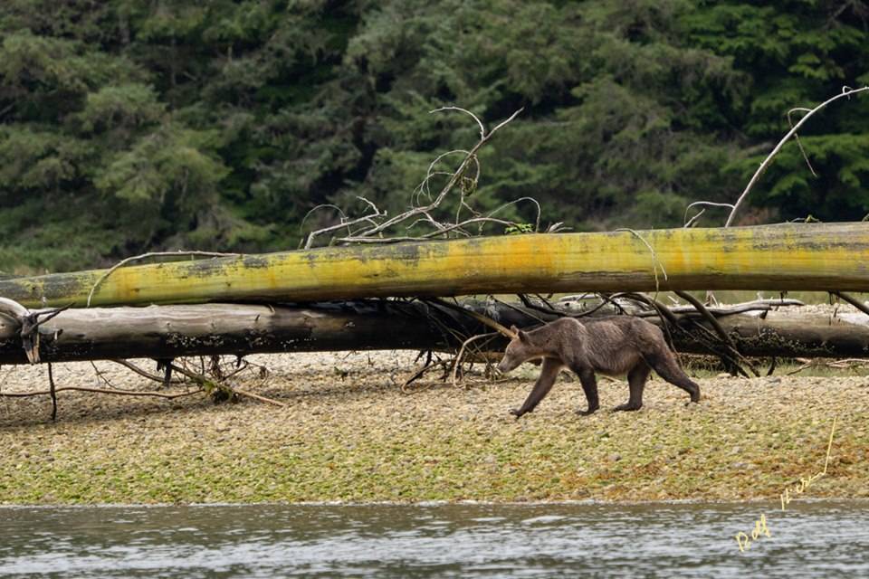 Las impactantes fotos de osos desnutridos que alertan sobre los efectos del cambio climático