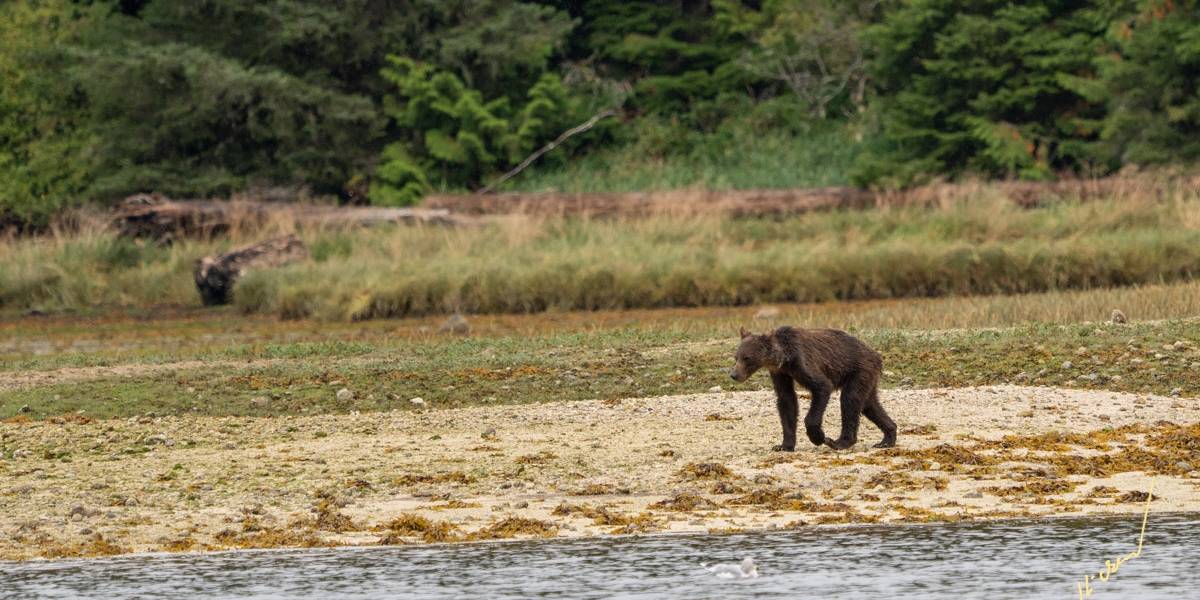 Las impactantes fotos de osos desnutridos que alertan sobre los efectos del cambio climático