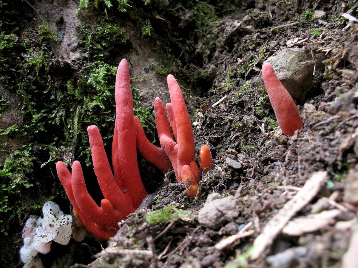 Podostroma