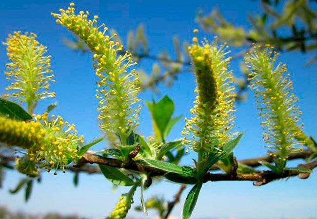 plantas medicinales