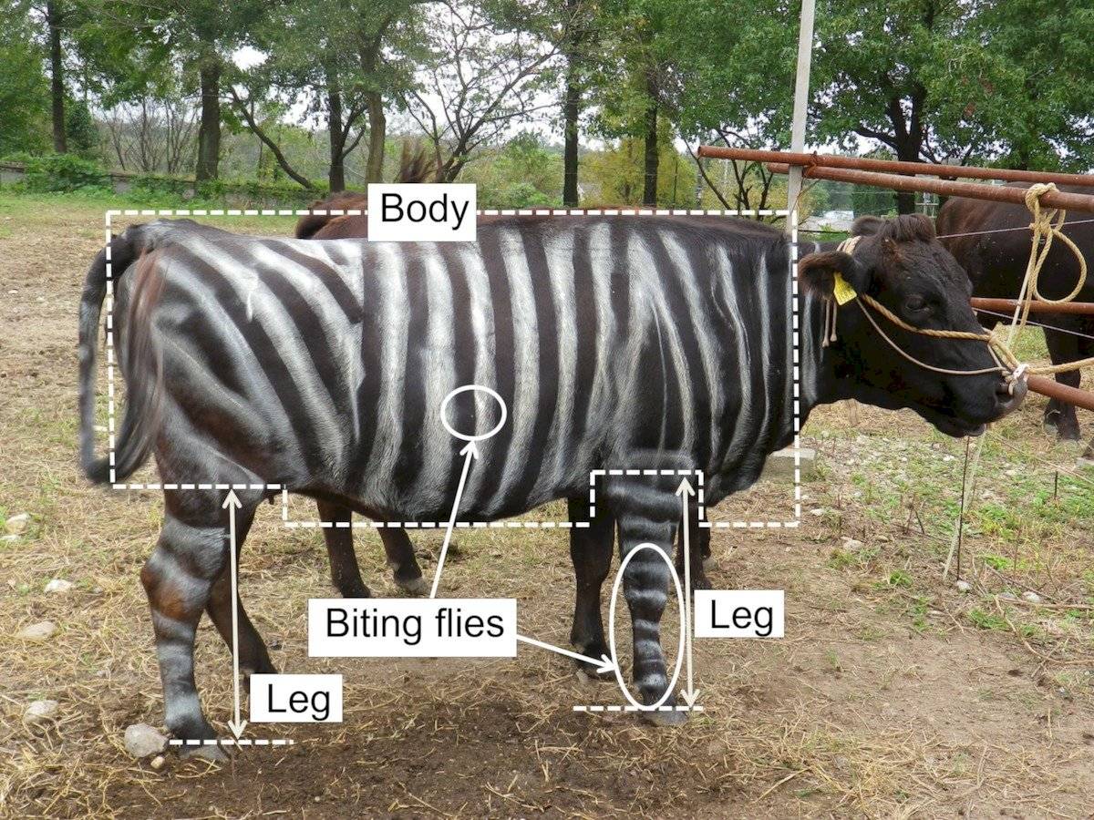 Ciencia Vacas Cebra
