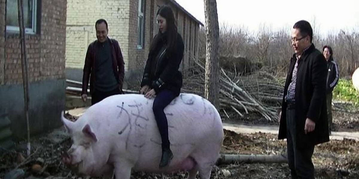Crían cerdos gigantes en China para combatir la escasez de carne