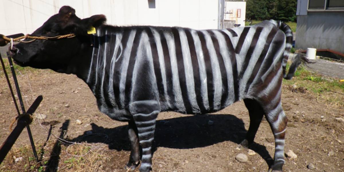 Pintan vacas con rayas de cebras para alejar a los insectos