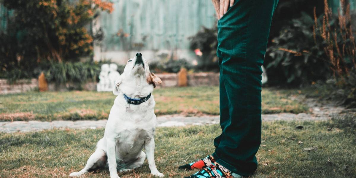 Tener un perro te podría ayudar a vivir más tiempo después de tener un infarto, según estudio