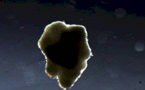 trozo de carne espacial