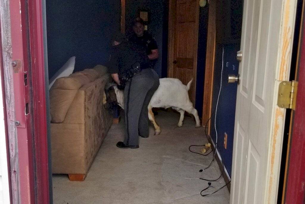 cabra