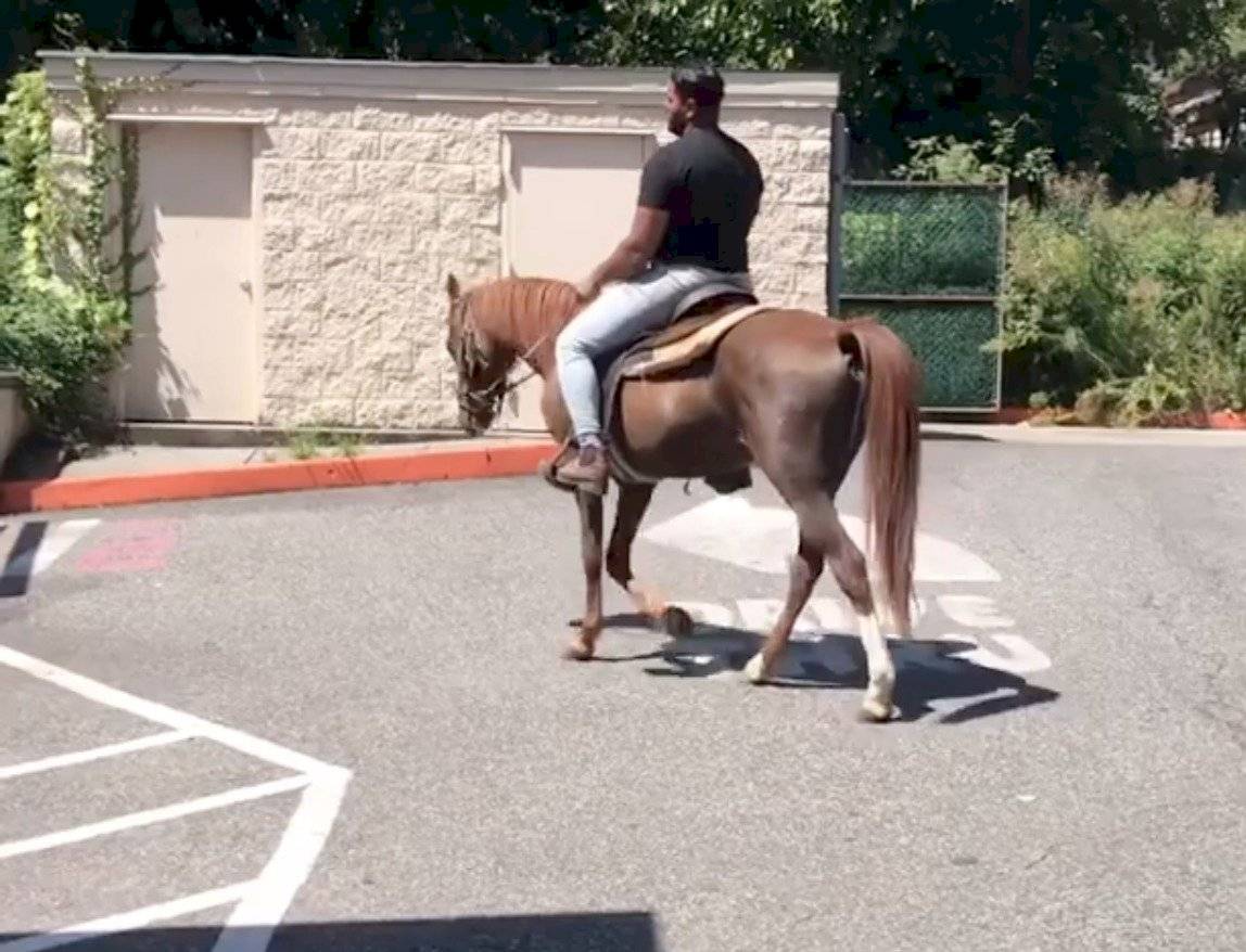 Morgie caballo