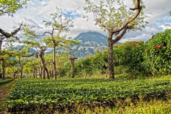 Narcodeforestación: científicos demuestran que la cocaína contribuye al cambio climático