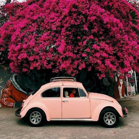 Autos rosas rosa