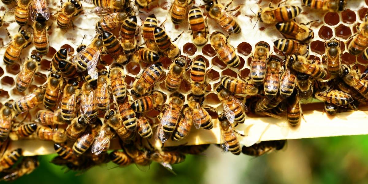 Las abejas cuentan mejor si son castigadas: estudio demuestra sus habilidades numéricas