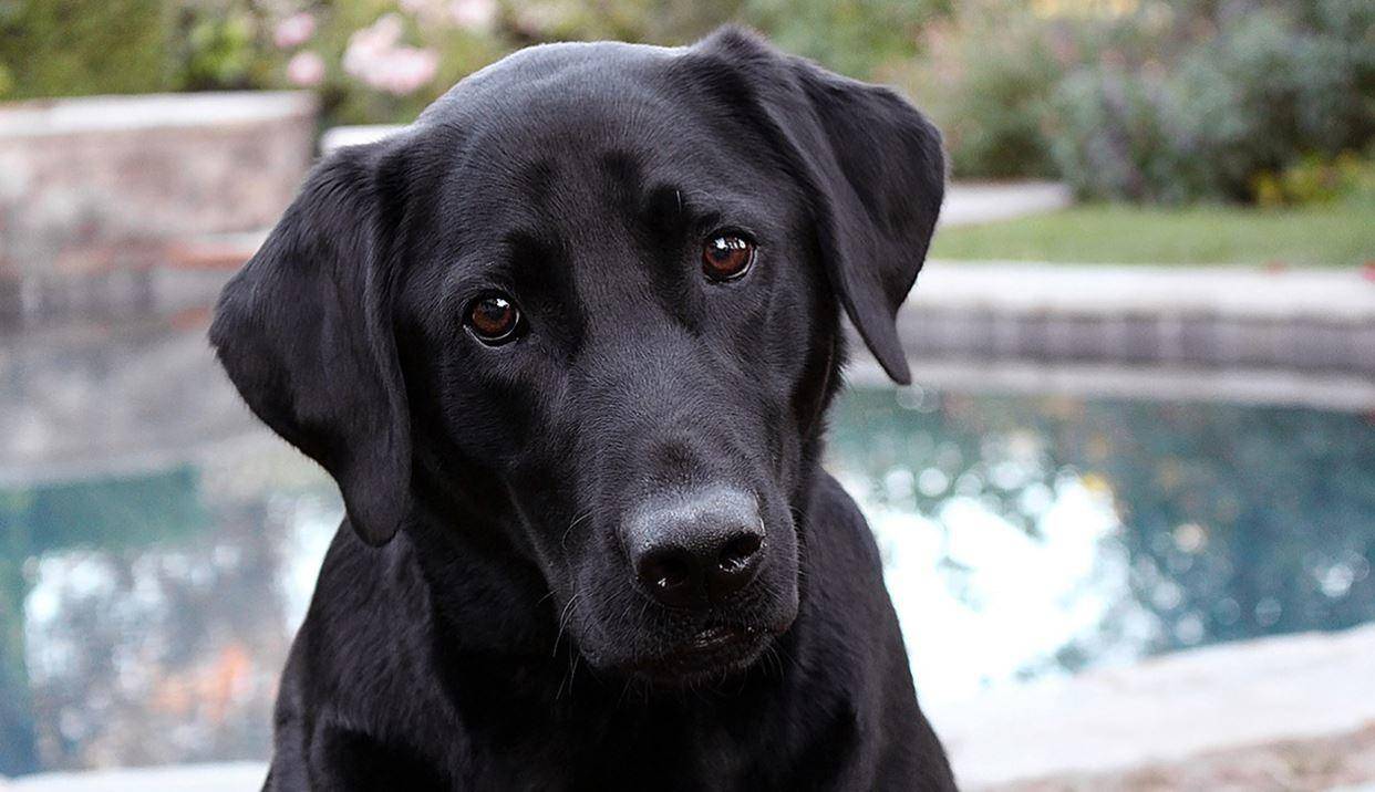 labrador