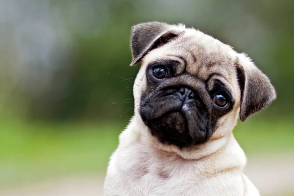 perro