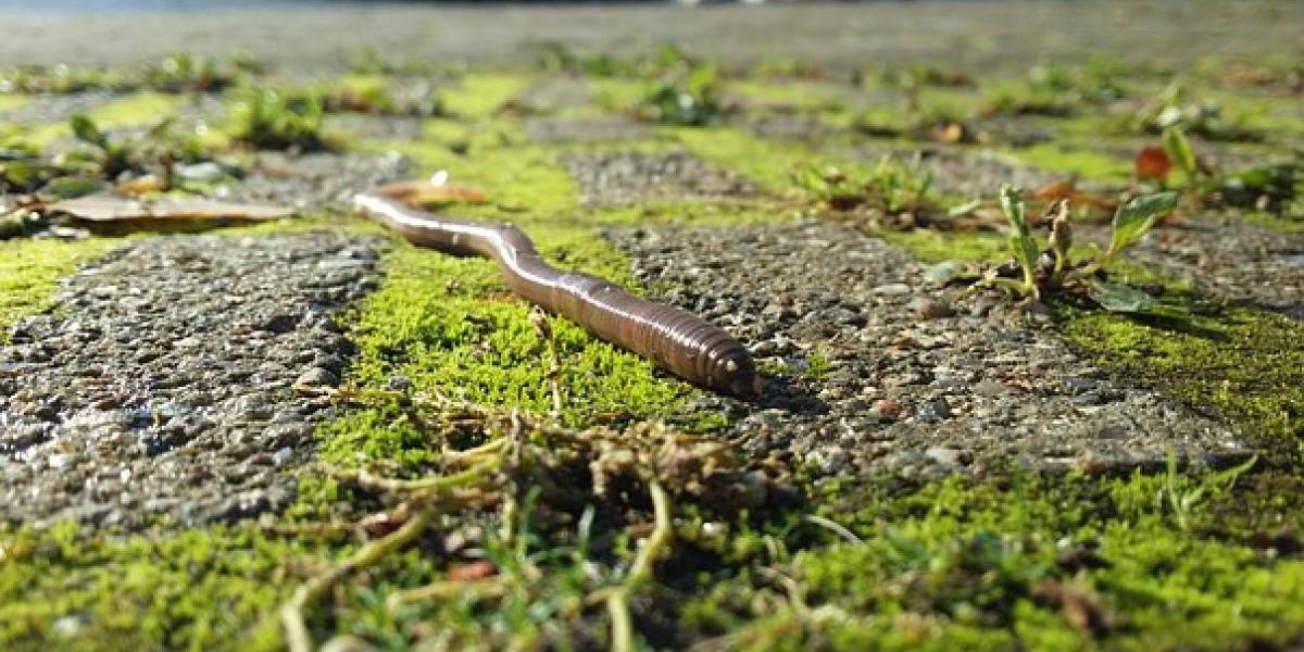 Esta es la razón del por qué los microplásticos está causando problemas a los gusanos de tierra