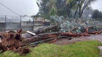 Árbol cae en restaurante en San Lucas Sacatepéquez