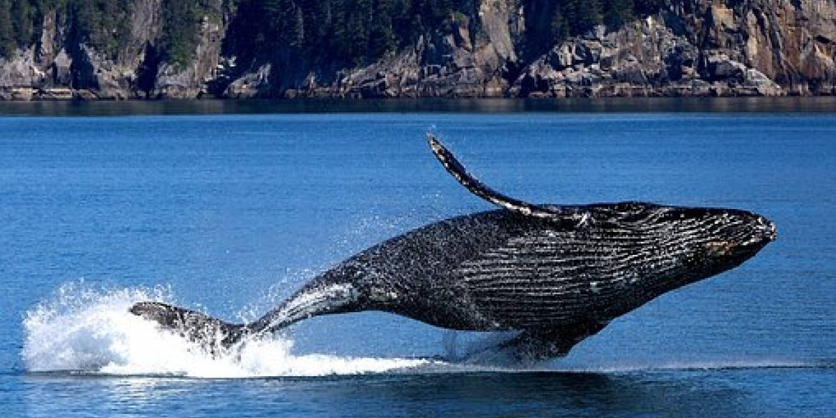 Las ballenas jorobadas crean redes de burbujas para atrapar a sus presas