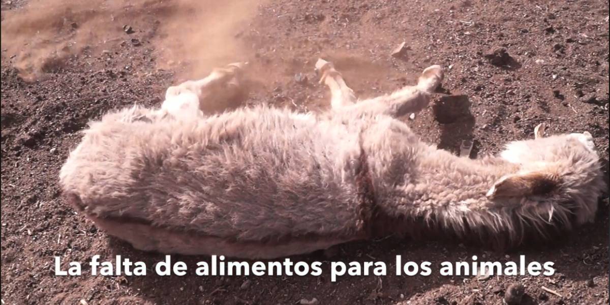Video muestra el terror de la sequía en Chile: Animales deshidratados y desnutridos y el dolor de crianceros