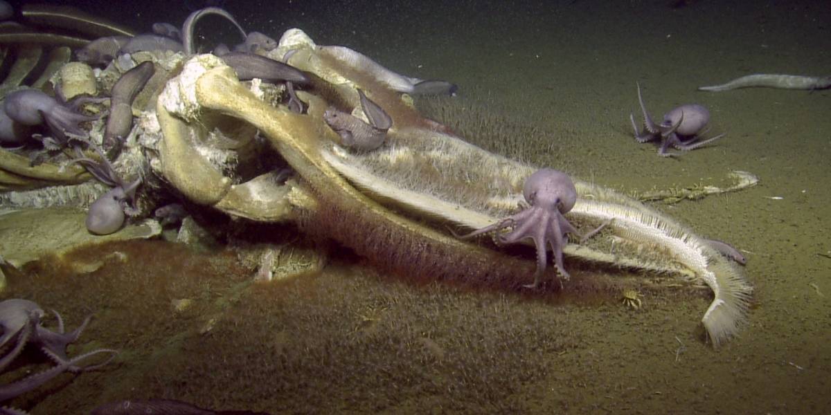 Masacre en las profundidades: graban a una ballena muerta mientras es devorada por criaturas marinas