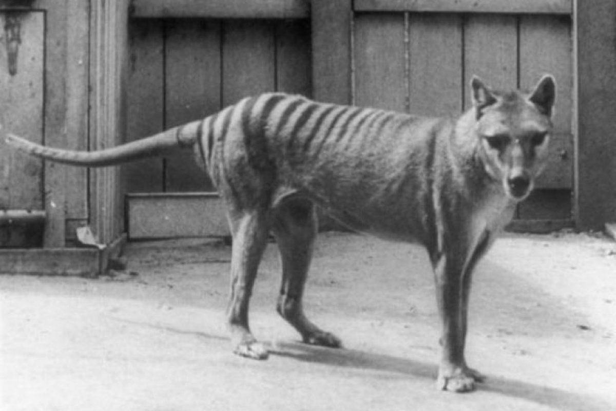 Increíble: Animal supuestamente extinto hace 80 años ha sido visto 8 veces
