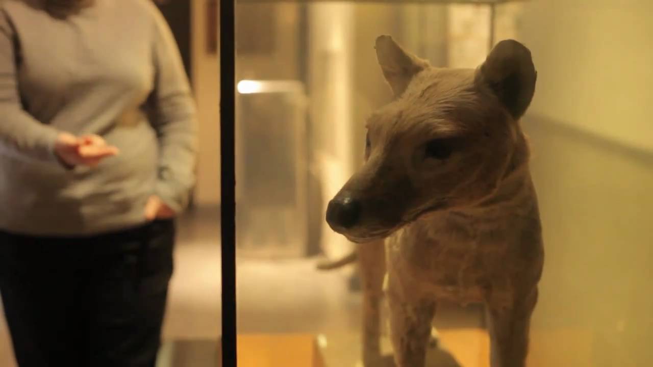 Increíble: Animal supuestamente extinto hace 80 años ha sido visto 8 veces Increíble: Animal supuestamente extinto hace 80 años ha sido visto 8 veces