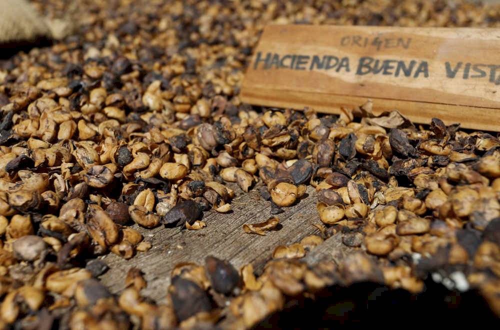 Hacienda Buena Vista