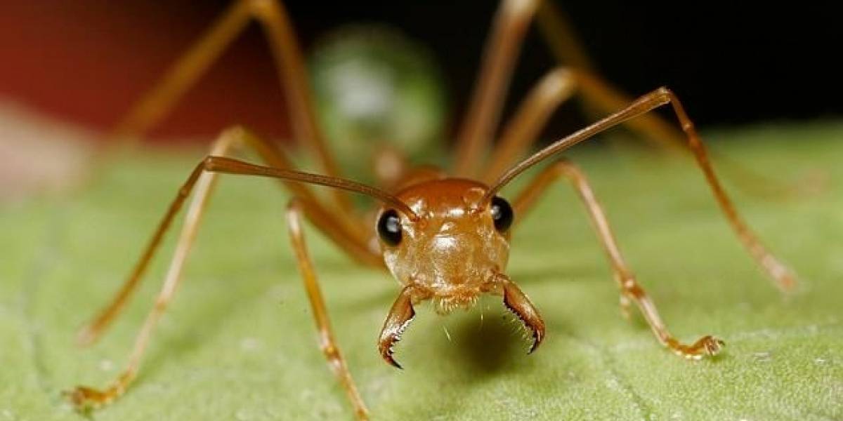 Increíble: Estudio revela la importancia que tienen las hormigas para la vida de las plantas