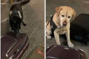 Cães farejadores da Receita Federal encontram cocaína em mala no Aeroporto de Guarulhos