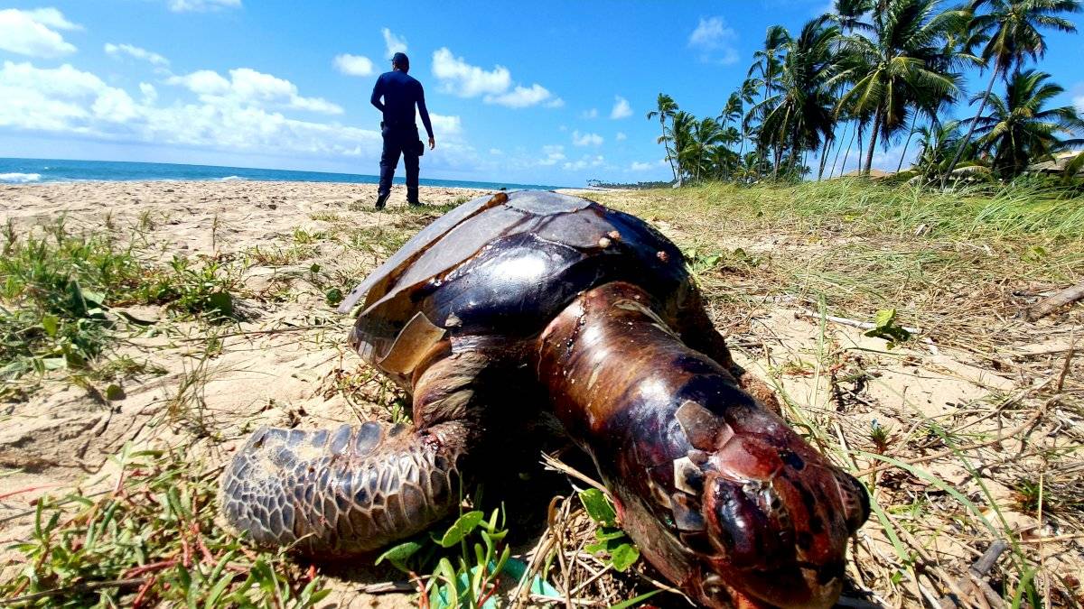 Manchas de óleo no Nordeste