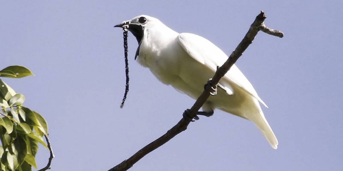 El pájaro más ruidoso del mundo es de América del Sur y genera 125 decibelios