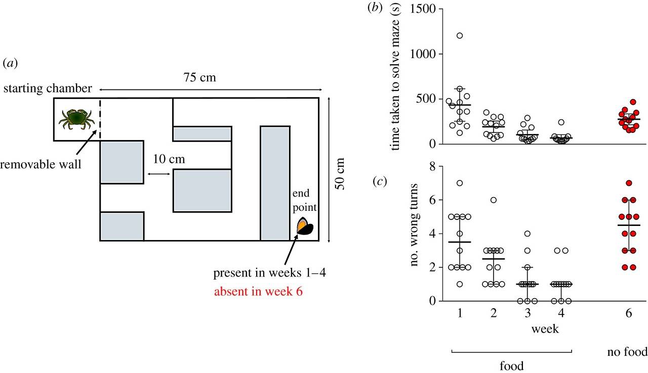 Los cangrejos tienen memoria: científicos los ponen a prueba con un laberinto Los cangrejos tienen memoria: científicos los ponen a prueba con un laberinto
