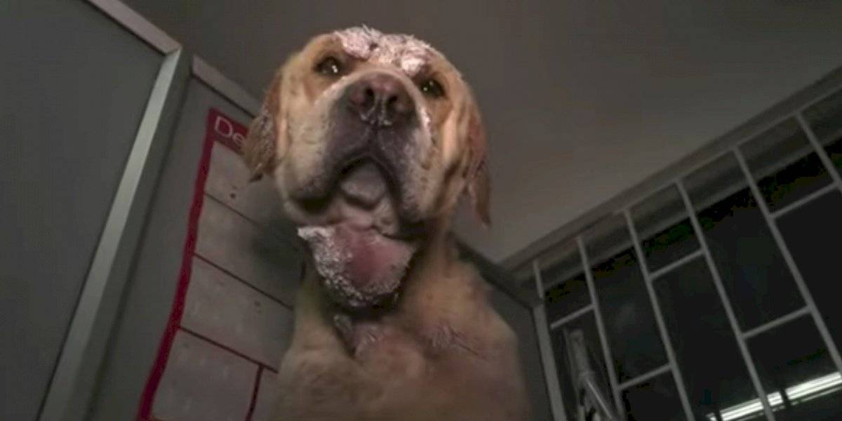 El peludito que habría sido como carnada en pelea clandestina de perros