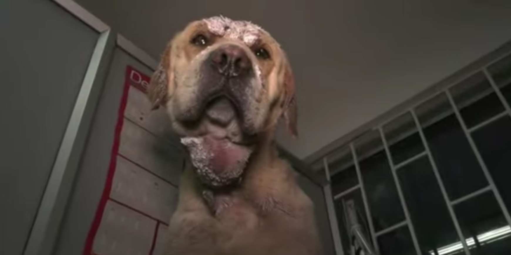 El peludito que habría sido como carnada en pelea clandestina de perros