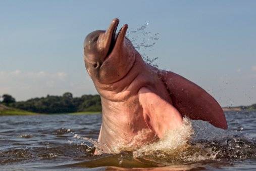 Delfines rosados