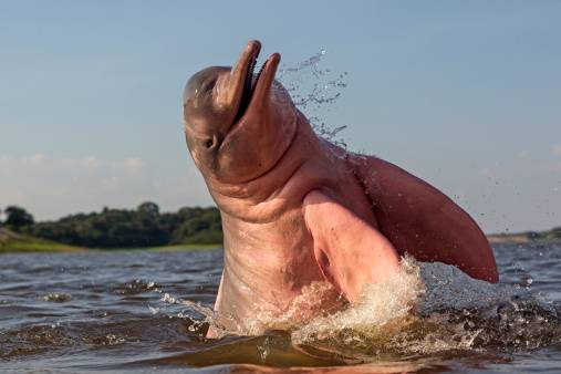 Delfines rosados Delfines rosados