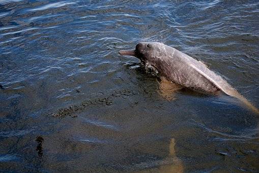 Delfines rosados