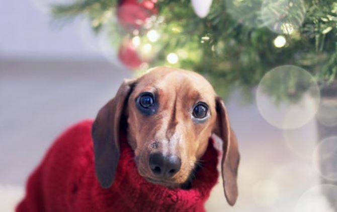 navidad navidad