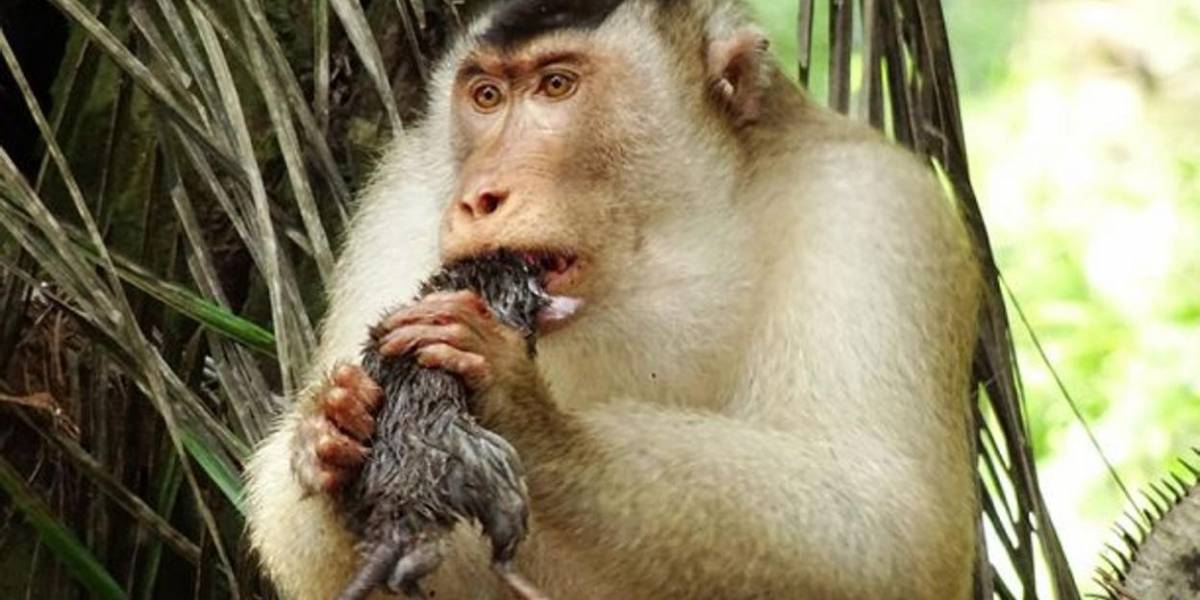Monos devorando ratas dejaron atónitos a los investigadores