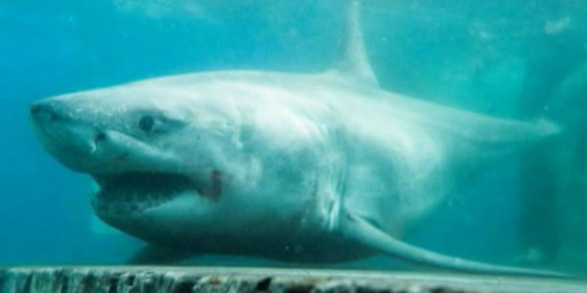 Un tiburón blanco de 4 metros de largo es encontrado con una mordida de un animal más grande