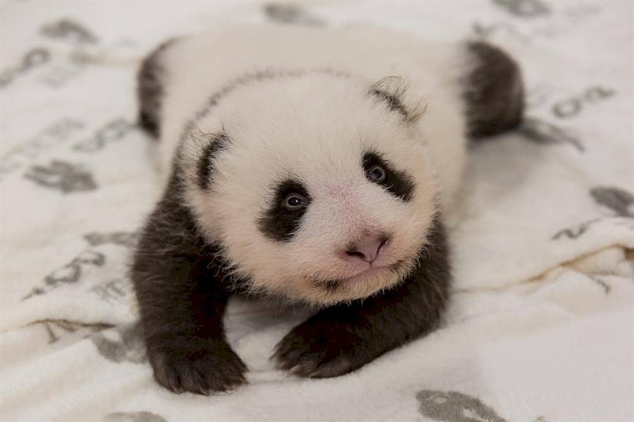 Panda bebé en Berlín