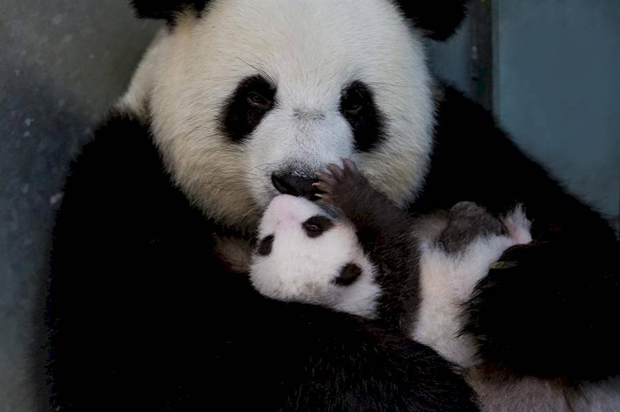 Pandas en Berlín