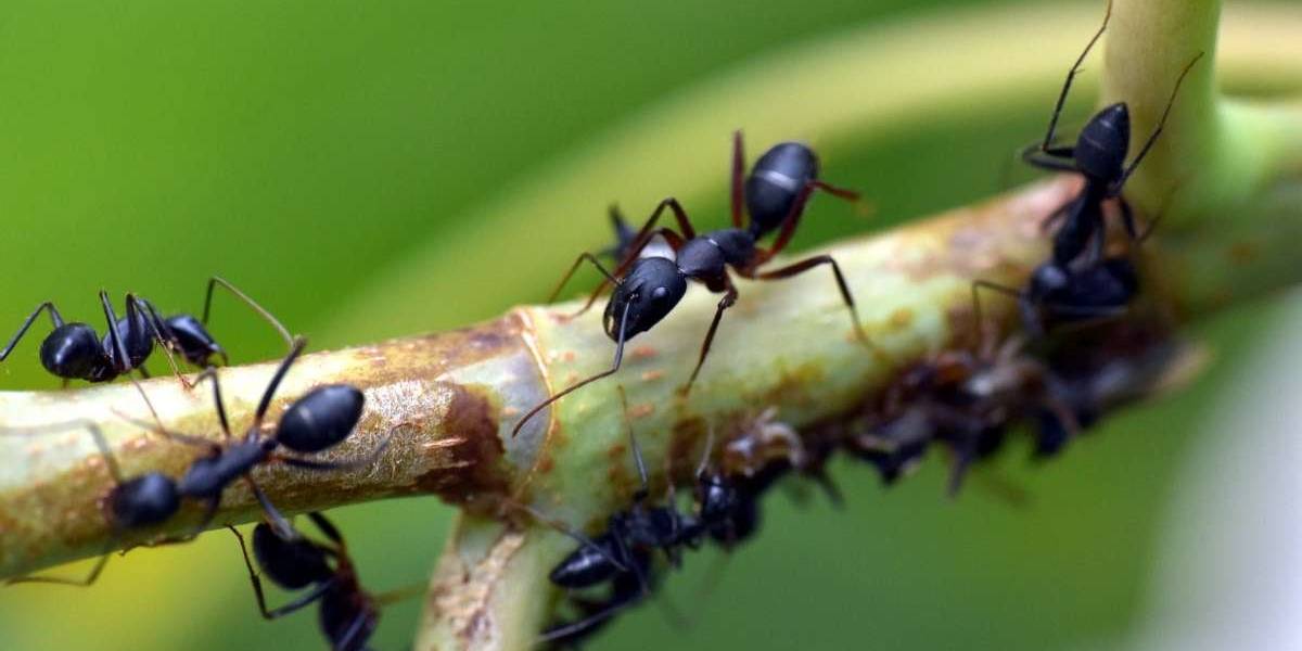 Las hormigas nos revelan cómo deberíamos evitar los atascos viales