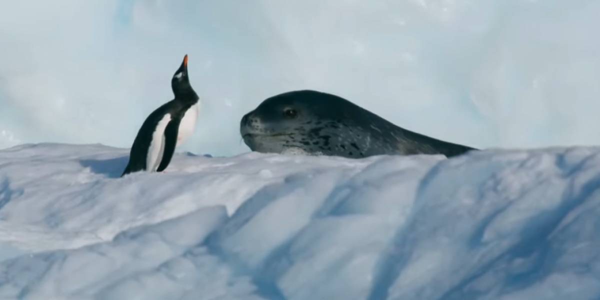 Quién gana en un combate entre una foca leopardo y un pequeño pingüino