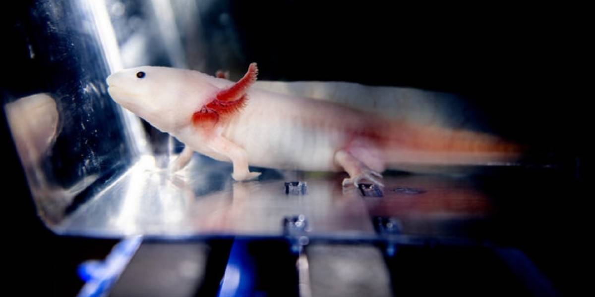 En el axolotl mexicano podría estar la clave de la regeneración de órganos en humanos