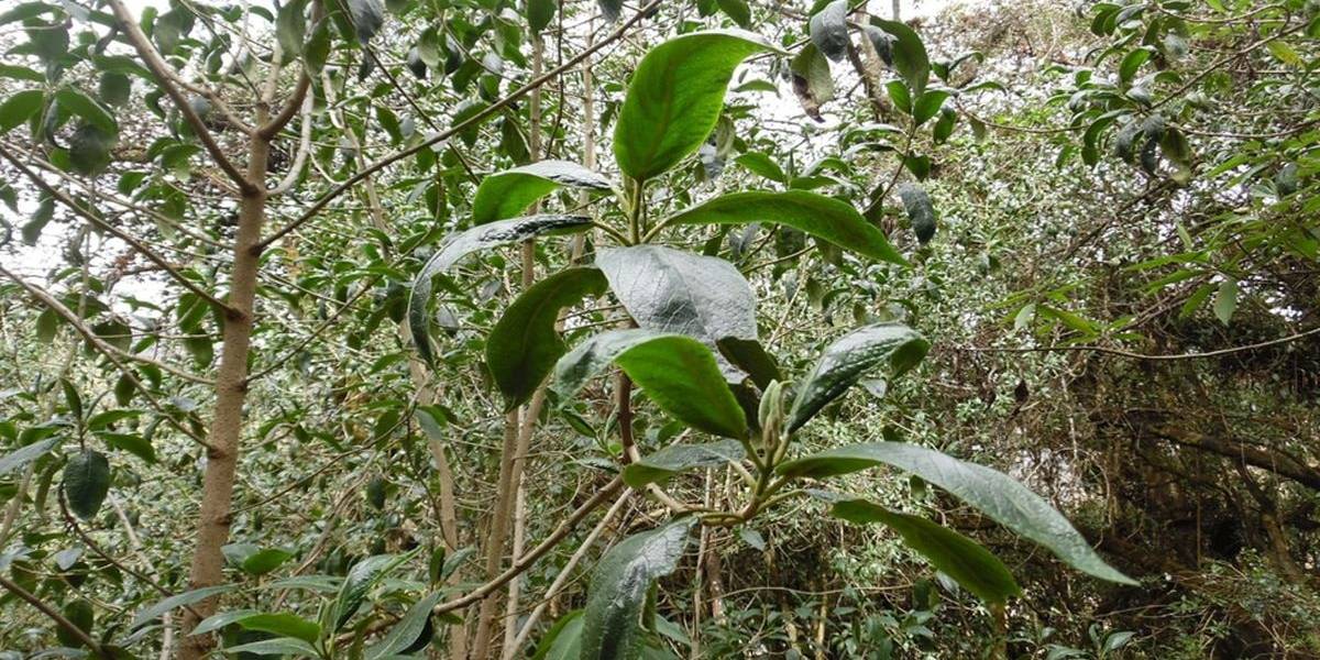 “Ollanta”, el árbol del período inca que se creía extinto aún vive en Perú