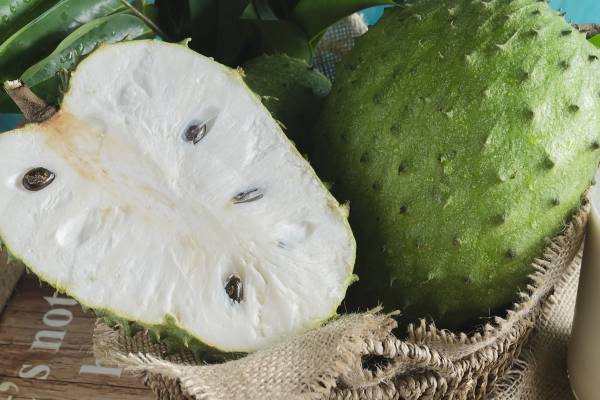 Medicinal uso y guanabana cientifico nombre