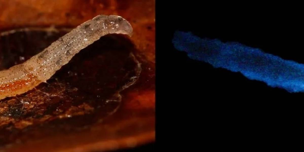 Descubren por primera vez un insecto que emite luz azul en Brasil